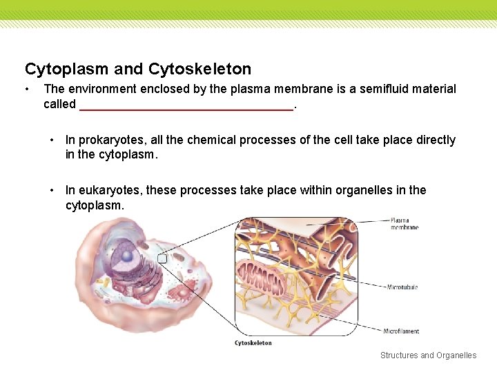 Cytoplasm and Cytoskeleton • The environment enclosed by the plasma membrane is a semifluid Cytoplasm and Cytoskeleton • The environment enclosed by the plasma membrane is a semifluid
