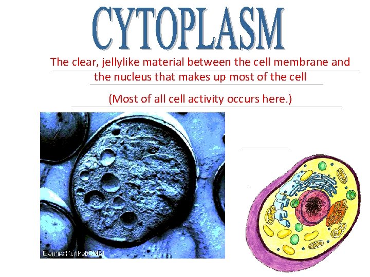 The clear, jellylike material between the cell membrane and _________________________ the nucleus that makes The clear, jellylike material between the cell membrane and _________________________ the nucleus that makes