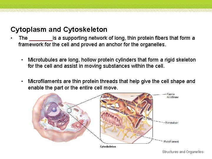 Cytoplasm and Cytoskeleton • The ____is a supporting network of long, thin protein fibers Cytoplasm and Cytoskeleton • The ____is a supporting network of long, thin protein fibers