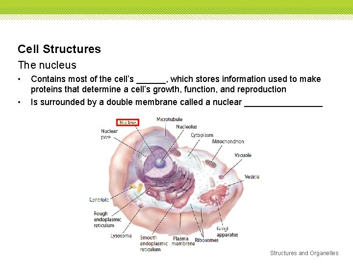 Cell Structures The nucleus • • Contains most of the cell’s ______, which stores Cell Structures The nucleus • • Contains most of the cell’s ______, which stores