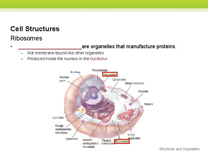 Cell Structures Ribosomes • ___________are organelles that manufacture proteins. – Not membrane-bound like other Cell Structures Ribosomes • ___________are organelles that manufacture proteins. – Not membrane-bound like other