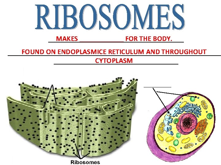 MAKES ______ FOR THE BODY. ___________________ FOUND ON ENDOPLASMICE RETICULUM AND THROUGHOUT ______________________________ CYTOPLASM MAKES ______ FOR THE BODY. ___________________ FOUND ON ENDOPLASMICE RETICULUM AND THROUGHOUT ______________________________ CYTOPLASM