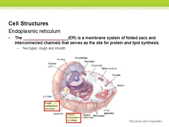 Cell Structures Endoplasmic reticulum • The __________(ER) is a membrane system of folded sacs Cell Structures Endoplasmic reticulum • The __________(ER) is a membrane system of folded sacs