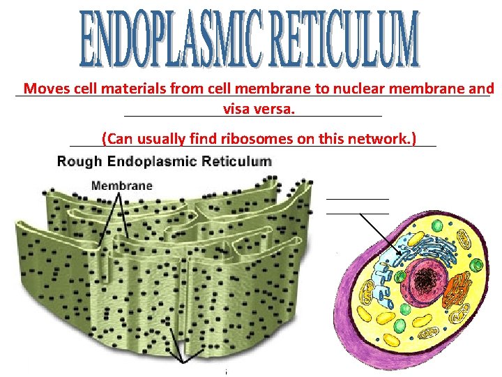 _____________________________ Moves cell materials from cell membrane to nuclear membrane and ________________ visa versa. _____________________________ Moves cell materials from cell membrane to nuclear membrane and ________________ visa versa.
