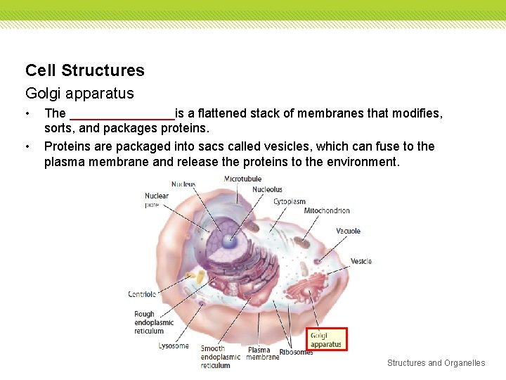 Cell Structures Golgi apparatus • • The ________is a flattened stack of membranes that Cell Structures Golgi apparatus • • The ________is a flattened stack of membranes that