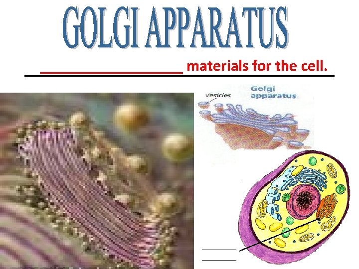 _________ materials for the cell. ____________________ _________ materials for the cell. ____________________