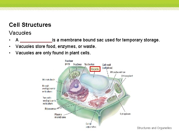 Cell Structures Vacuoles • • • A _______is a membrane bound sac used for Cell Structures Vacuoles • • • A _______is a membrane bound sac used for