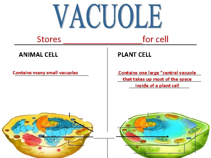 Stores _________for cell ____________________ ANIMAL CELL PLANT CELL Contains many small vacuoles ________________________________ Contains Stores _________for cell ____________________ ANIMAL CELL PLANT CELL Contains many small vacuoles ________________________________ Contains
