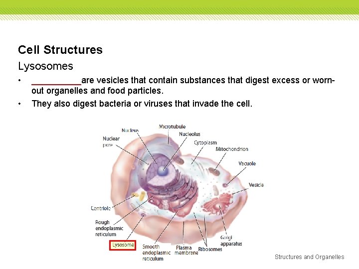 Cell Structures Lysosomes • • _____are vesicles that contain substances that digest excess or Cell Structures Lysosomes • • _____are vesicles that contain substances that digest excess or