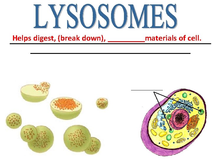 Helps digest, (break down), _____materials of cell. _________________________ ______ Helps digest, (break down), _____materials of cell. _________________________ ______