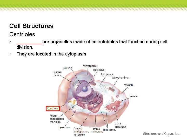 Cell Structures Centrioles • • _____are organelles made of microtubules that function during cell Cell Structures Centrioles • • _____are organelles made of microtubules that function during cell