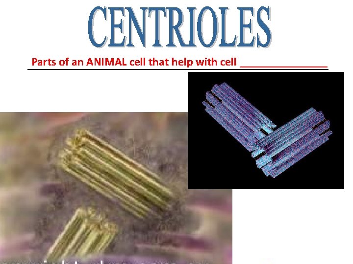 Parts of an ANIMAL cell that help with cell ______________________________ Parts of an ANIMAL cell that help with cell ______________________________