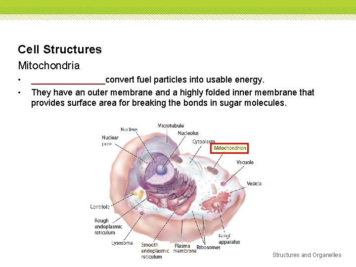 Cell Structures Mitochondria • • ________convert fuel particles into usable energy. They have an Cell Structures Mitochondria • • ________convert fuel particles into usable energy. They have an