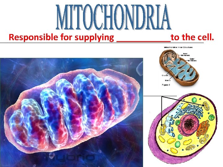 Responsible for supplying ______to the cell. _____________________________________ Responsible for supplying ______to the cell. _____________________________________