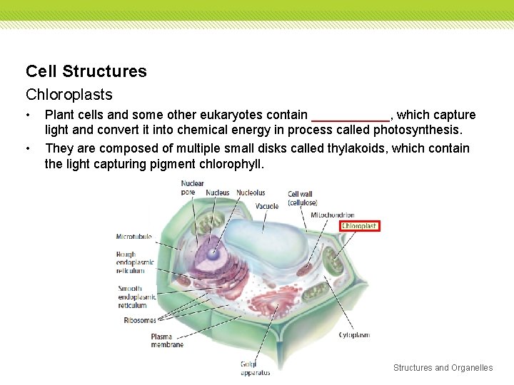 Cell Structures Chloroplasts • • Plant cells and some other eukaryotes contain ______, which Cell Structures Chloroplasts • • Plant cells and some other eukaryotes contain ______, which