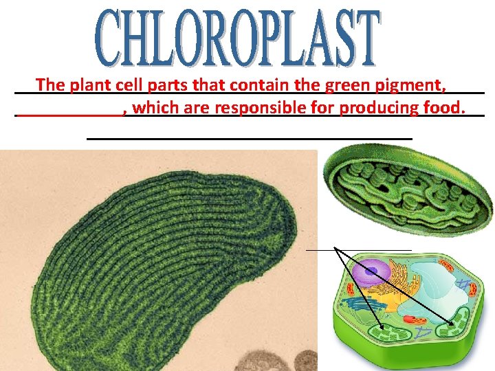 _________________________ The plant cell parts that contain the green pigment, _________________________, which are responsible _________________________ The plant cell parts that contain the green pigment, _________________________, which are responsible
