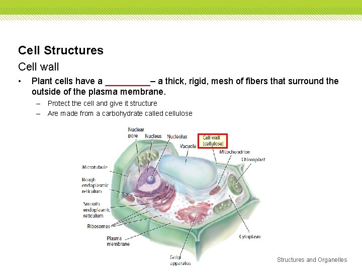Cell Structures Cell wall • Plant cells have a _____– a thick, rigid, mesh Cell Structures Cell wall • Plant cells have a _____– a thick, rigid, mesh
