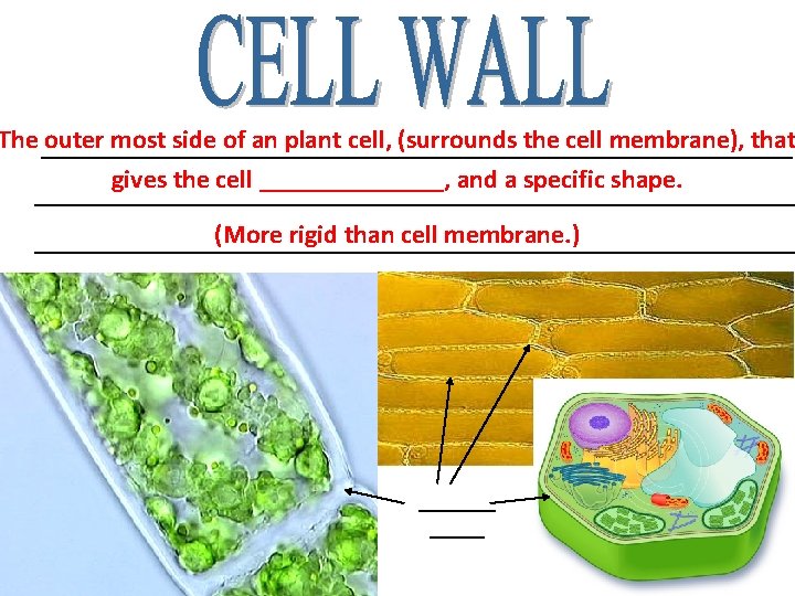 The _____________________________ outer most side of an plant cell, (surrounds the cell membrane), that The _____________________________ outer most side of an plant cell, (surrounds the cell membrane), that