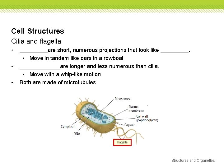 Cell Structures Cilia and flagella • • • _____are short, numerous projections that look Cell Structures Cilia and flagella • • • _____are short, numerous projections that look