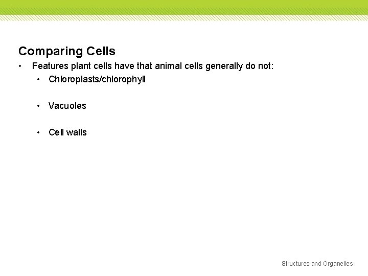 Comparing Cells • Features plant cells have that animal cells generally do not: • Comparing Cells • Features plant cells have that animal cells generally do not: •