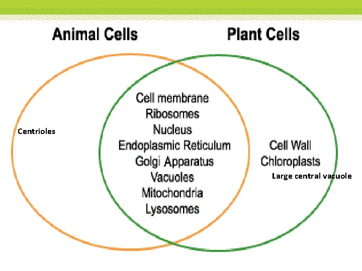 Centrioles Large central vacuole Centrioles Large central vacuole