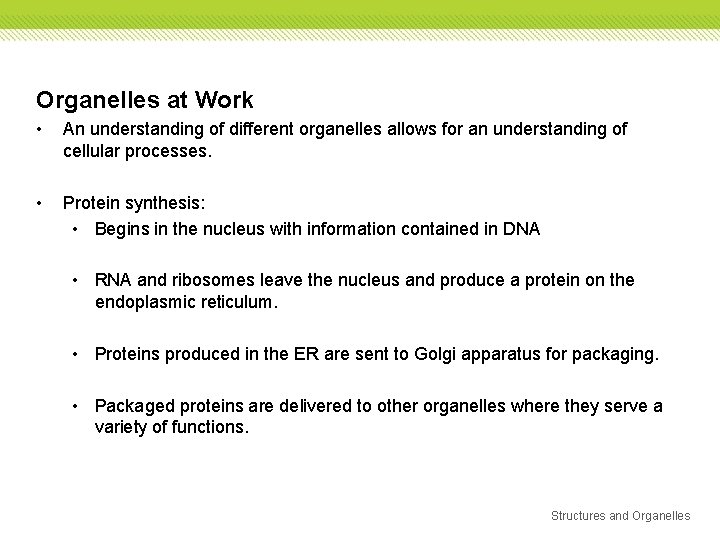 Organelles at Work • An understanding of different organelles allows for an understanding of Organelles at Work • An understanding of different organelles allows for an understanding of