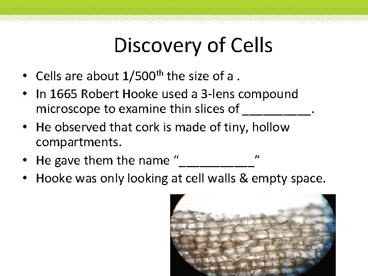 Discovery of Cells • Cells are about 1/500 th the size of a. • Discovery of Cells • Cells are about 1/500 th the size of a. •