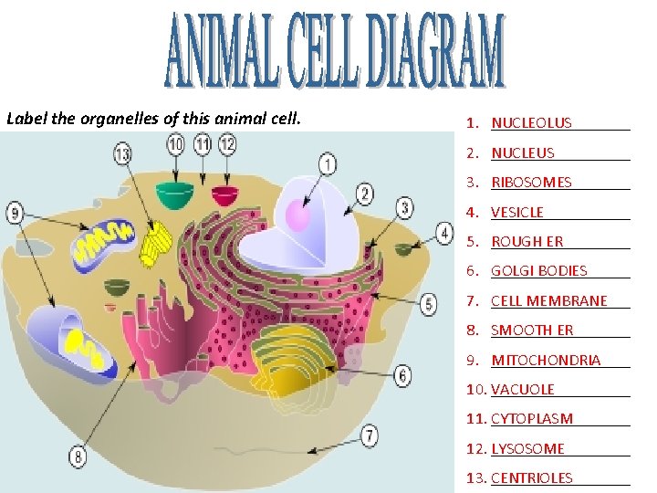 Label the organelles of this animal cell. 1. NUCLEOLUS _________ 2. NUCLEUS _________ 3. Label the organelles of this animal cell. 1. NUCLEOLUS _________ 2. NUCLEUS _________ 3.
