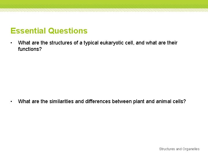 Essential Questions • What are the structures of a typical eukaryotic cell, and what Essential Questions • What are the structures of a typical eukaryotic cell, and what
