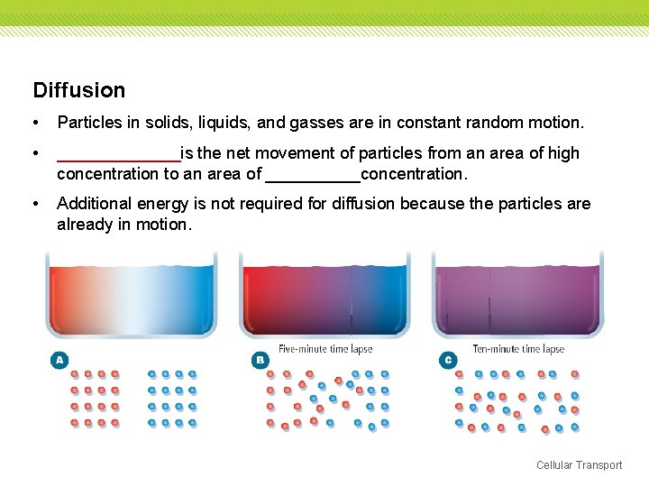 Diffusion • Particles in solids, liquids, and gasses are in constant random motion. • Diffusion • Particles in solids, liquids, and gasses are in constant random motion. •