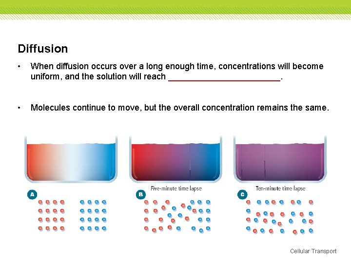 Diffusion • When diffusion occurs over a long enough time, concentrations will become uniform, Diffusion • When diffusion occurs over a long enough time, concentrations will become uniform,