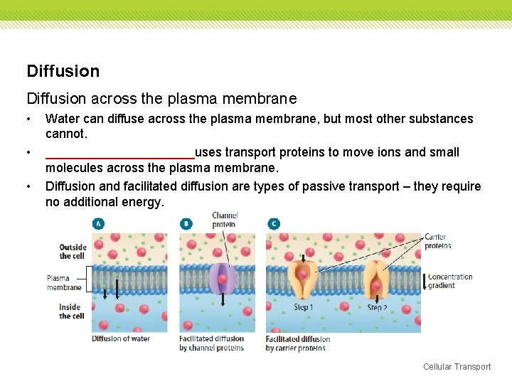 Diffusion across the plasma membrane • • • Water can diffuse across the plasma Diffusion across the plasma membrane • • • Water can diffuse across the plasma