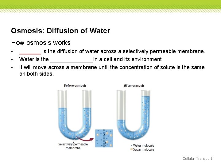 Osmosis: Diffusion of Water How osmosis works • • • _______ is the diffusion Osmosis: Diffusion of Water How osmosis works • • • _______ is the diffusion