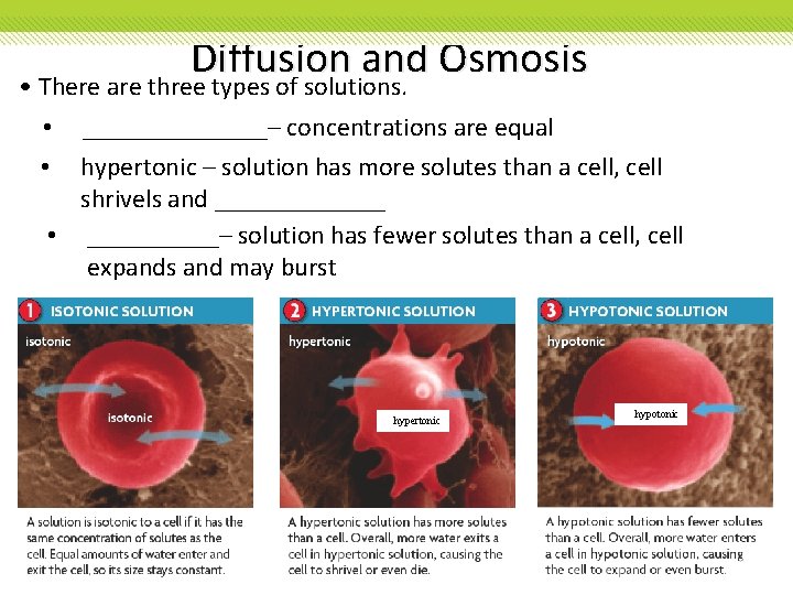 Diffusion and Osmosis • There are three types of solutions. • • _______– concentrations Diffusion and Osmosis • There are three types of solutions. • • _______– concentrations