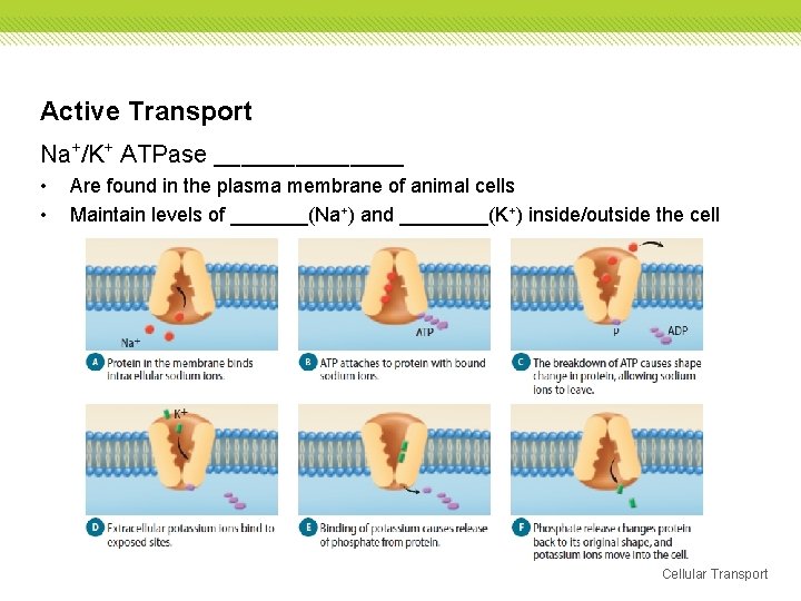 Active Transport Na+/K+ ATPase _______ • • Are found in the plasma membrane of Active Transport Na+/K+ ATPase _______ • • Are found in the plasma membrane of