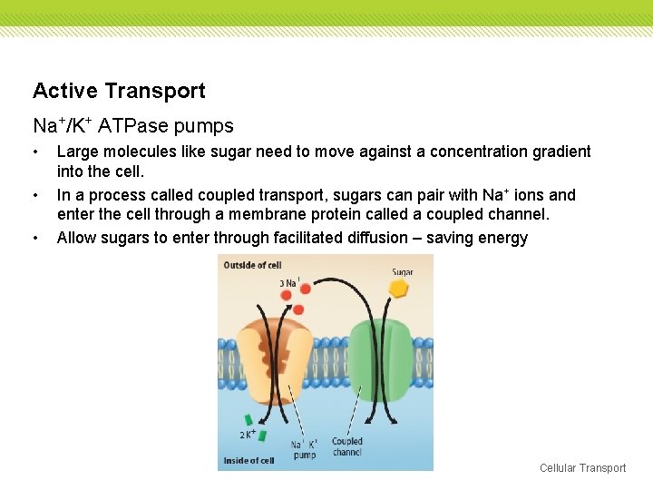 Active Transport Na+/K+ ATPase pumps • • • Large molecules like sugar need to Active Transport Na+/K+ ATPase pumps • • • Large molecules like sugar need to