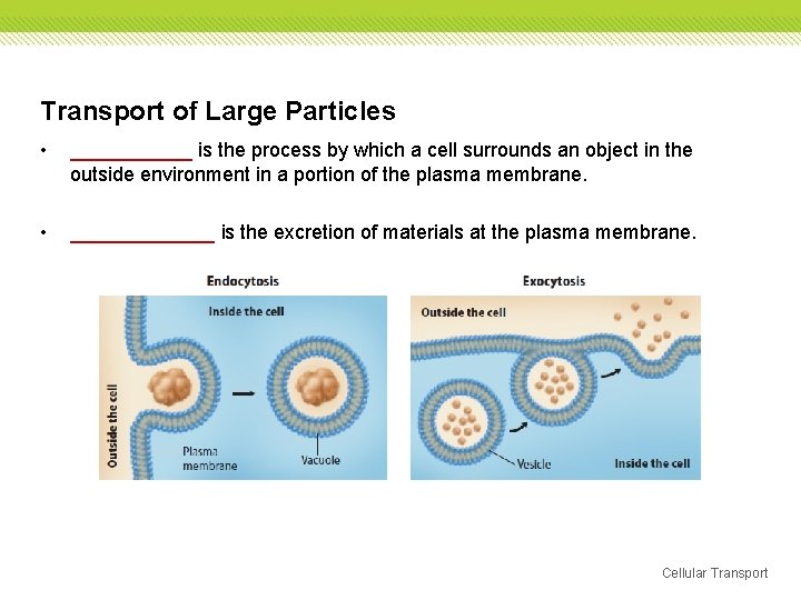 Transport of Large Particles • ______ is the process by which a cell surrounds Transport of Large Particles • ______ is the process by which a cell surrounds