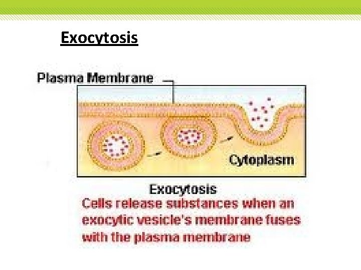 Exocytosis Exocytosis