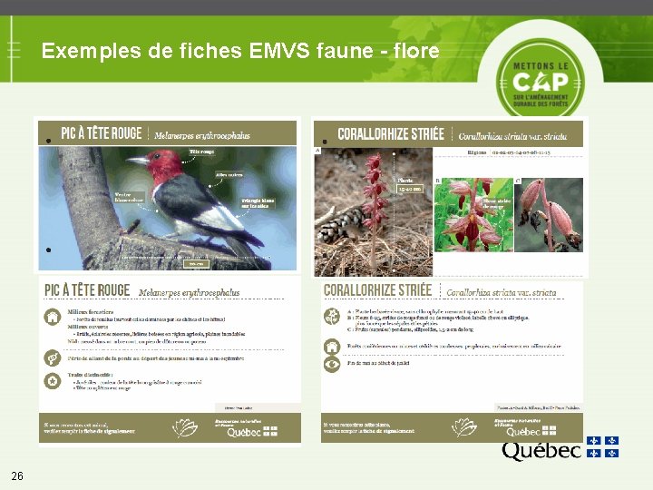 Exemples de fiches EMVS faune - flore 26 