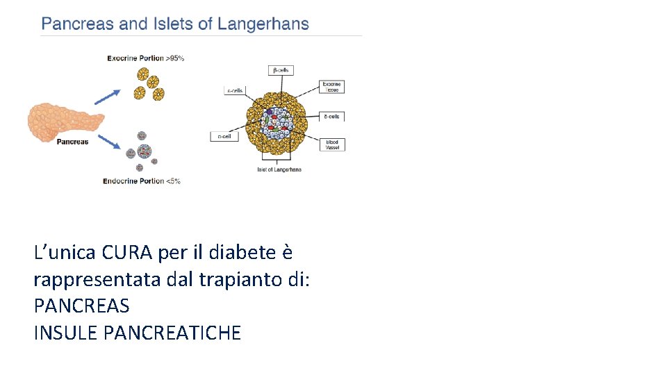 L’unica CURA per il diabete è rappresentata dal trapianto di: PANCREAS INSULE PANCREATICHE 
