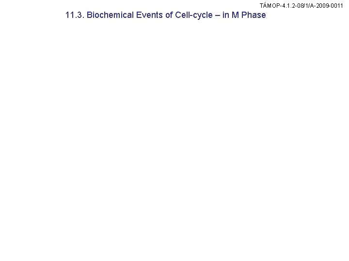 TÁMOP-4. 1. 2 -08/1/A-2009 -0011 11. 3. Biochemical Events of Cell-cycle – in M