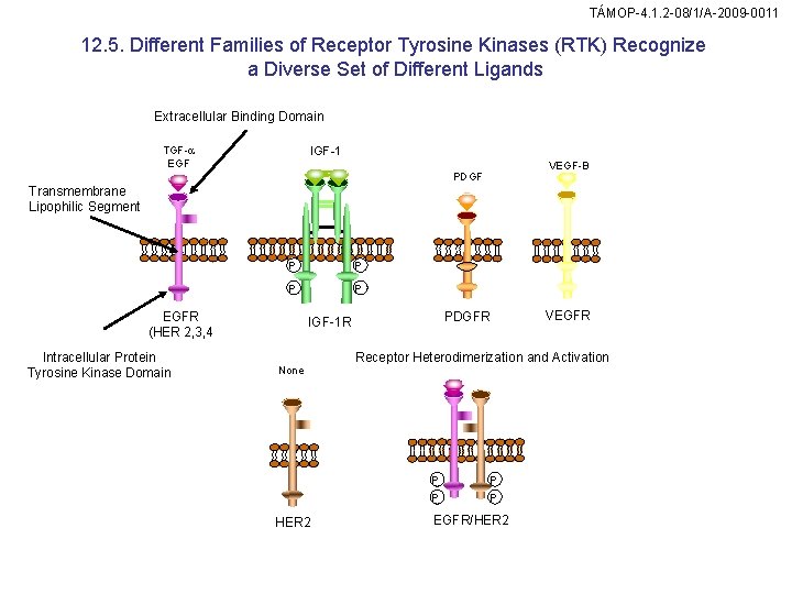 TÁMOP-4. 1. 2 -08/1/A-2009 -0011 12. 5. Different Families of Receptor Tyrosine Kinases (RTK)