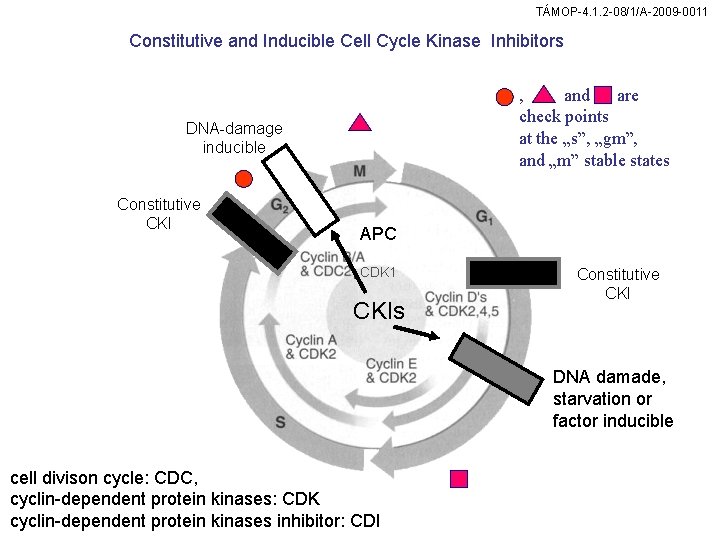 TÁMOP-4. 1. 2 -08/1/A-2009 -0011 Constitutive and Inducible Cell Cycle Kinase Inhibitors , and