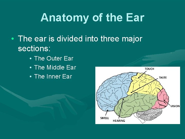 Anatomy of the Ear • The ear is divided into three major sections: •