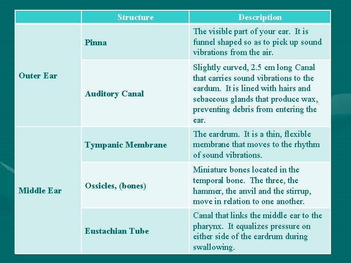 Structure Description The visible part of your ear. It is The Parts of the