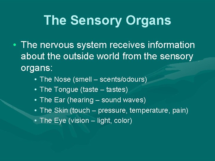 The Sensory Organs • The nervous system receives information about the outside world from