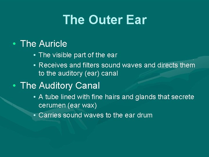 The Outer Ear • The Auricle • The visible part of the ear •
