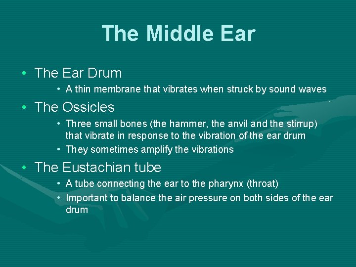 The Middle Ear • The Ear Drum • A thin membrane that vibrates when