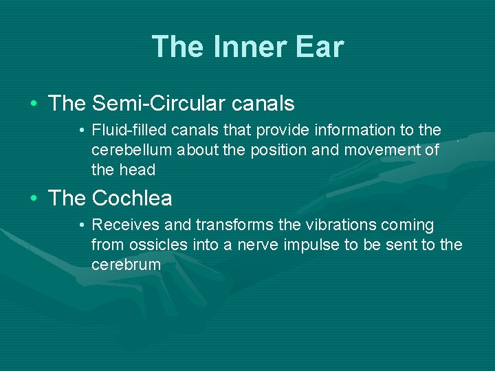 The Inner Ear • The Semi-Circular canals • Fluid-filled canals that provide information to