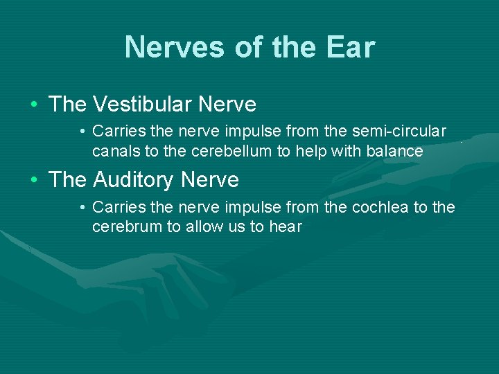 Nerves of the Ear • The Vestibular Nerve • Carries the nerve impulse from